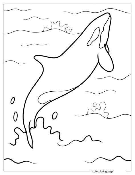 Killer Whale Coloring Page Free