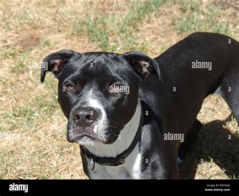 Pitbull mix hi-res stock photography and images - Alamy