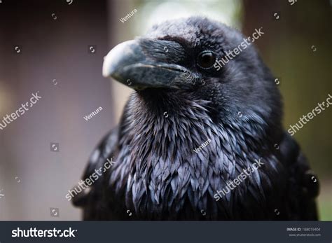 Image result for Crow Front View