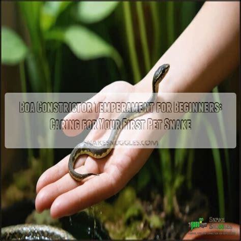 Image result for Boa Constrictor vs Python