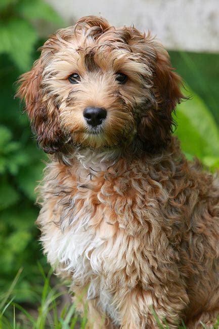 Image result for Cockapoo Animal