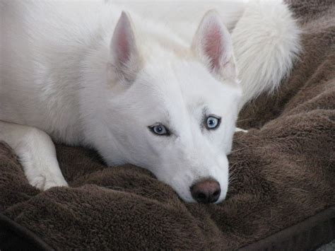 White Siberian Husky with Blue Eyes