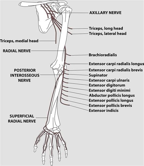 Anterior Interosseous Nerve Syndrome