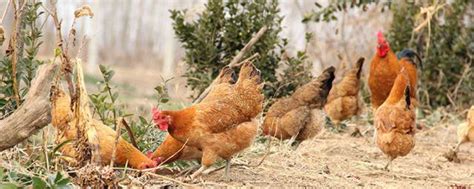 散养鸡和漂亮的红公鸡高清图片下载-正版图片503285191-摄图网