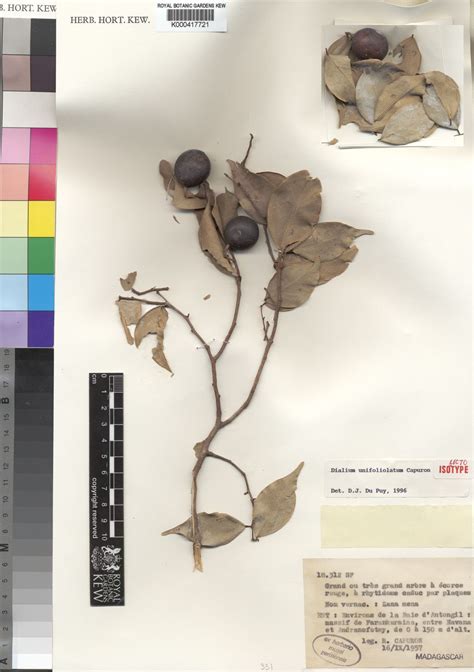 Dialium unifoliolatum Capuron | Plants of the World Online | Kew Science