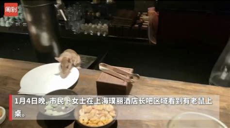 上海璞丽酒店就老鼠事件致歉顾客，消杀公司：老鼠为外部侵入_围观_澎湃新闻-The Paper