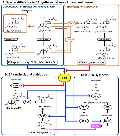 Upregulation of Taurine Biosynthesis and Bile Acid Conjugation with ...