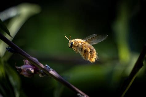 Flying chonk-o-saurus (Male carpenter bee) : r/bees