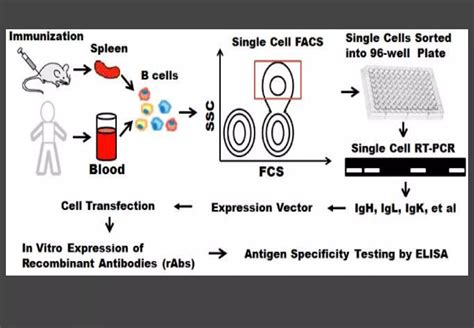Image result for Fluorescent Activated Cell Sorting Lecture