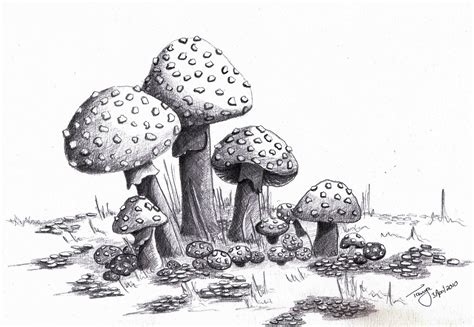 mushrooms | Mushroom drawing, Art drawings beautiful, Drawings