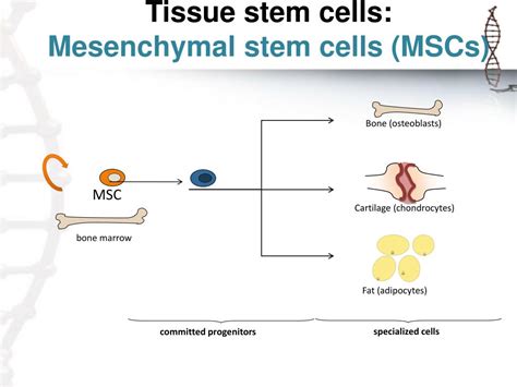 Image result for Selective Gene Expression