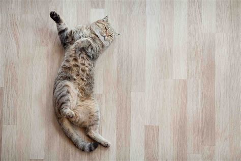 Stylish Cat Safe Floor Cleaner That Inspire