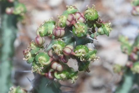 Umdlebe Tree 的图像结果