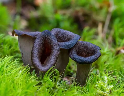 45 Types of Mushrooms | A-to-Z | Defined | Photos - Butter N Thyme