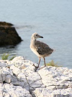 Download wallpaper 240x320 rock, chicks, sea old mobile, cell phone ...