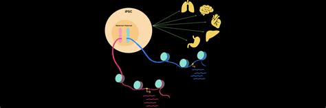 Indian Institute of Science