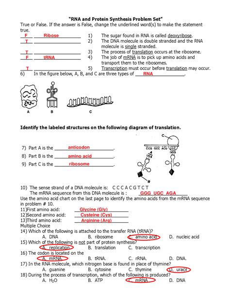 Image result for Protein Synthesis Diagram Worksheet