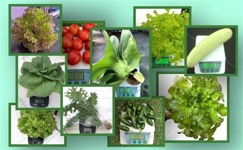 City Greens Advance Hydroponic Nutrients For Different Stages Of Plants ...