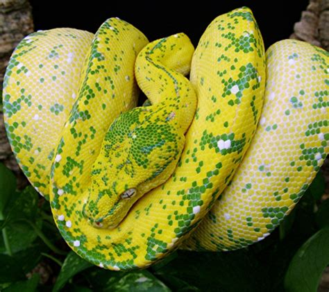 Image result for Green Tree Python Wallpaper