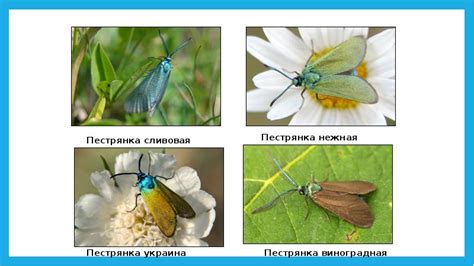 Насекомые Крыма