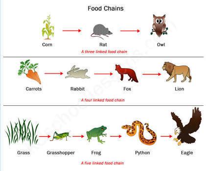 draw a diagram to show a food chain? - Brainly.in