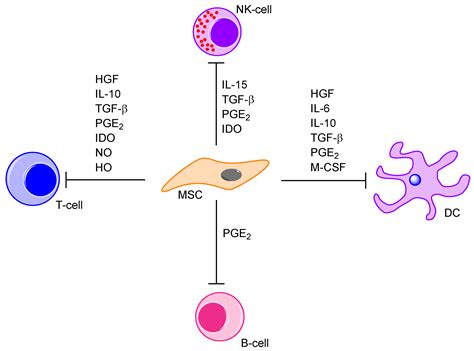 The Complexity of Targeting PI3K-Akt-mTOR Signalling in Human Acute ...