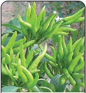 Growing Plants Live Chilli Hybrid Bengali Surajmukhi Chilli Plant Green ...