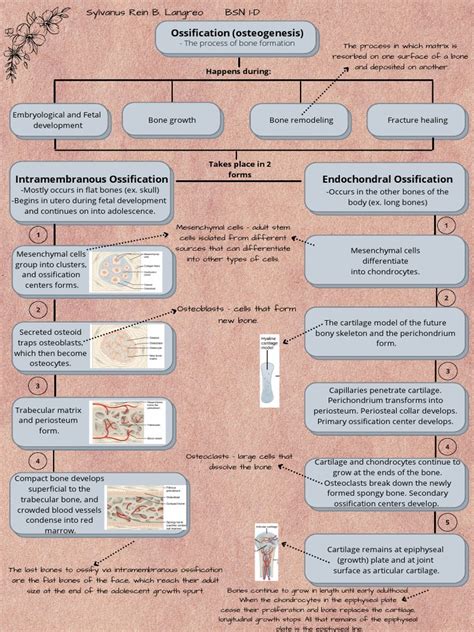 Concept Map of Bone Formation, Growth, and Remodelling | PDF | Bone ...