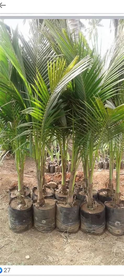 Malaysian Drop Coconut Plan মালয়েশিয়ান নারিকেল চারা