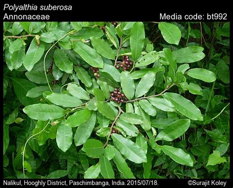 Polyalthia suberosa | Butterfly