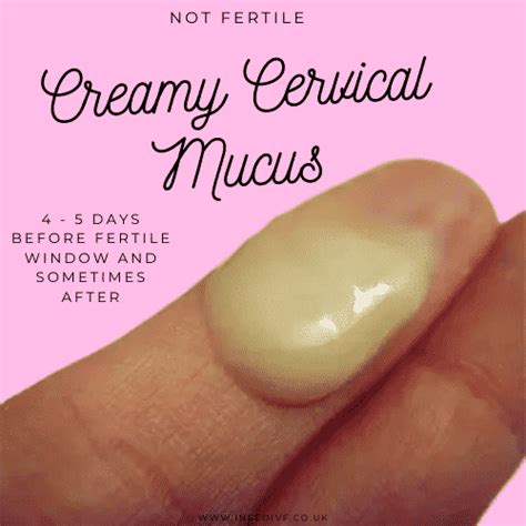 Creamy Discharge Around Ovulation at Keith Criswell blog