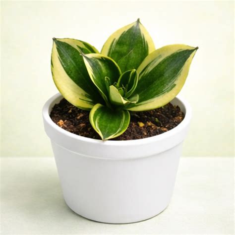 Snake Plant Golden Hahnii – Compact Air Purifying Indoor Plant | Greenima