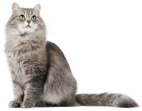 Image result for Cat Delete O2 Sensor