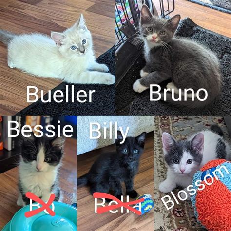 Five foster kittens going back to the Plano Animal Shelter and ...
