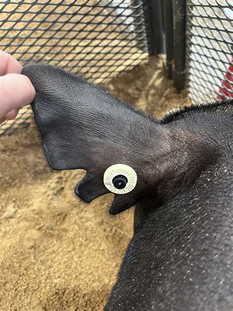 Ear notches of the pig when viewed from above and behind the animal
