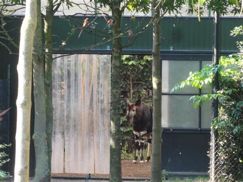 ZooLex Image - Okapi y aves