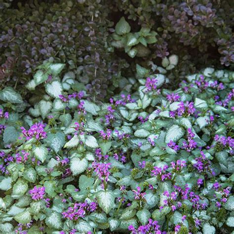 Lamium Maculatum Purple Dragon Deadnettle | SiteOne US