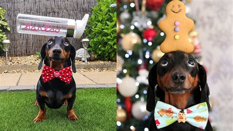 Dog becomes Instagram-famous for balancing objects on his head | FOX 7 ...