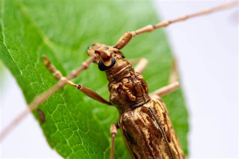 金色の虫 | 虫の写真と生態なら昆虫写真図鑑「ムシミル」