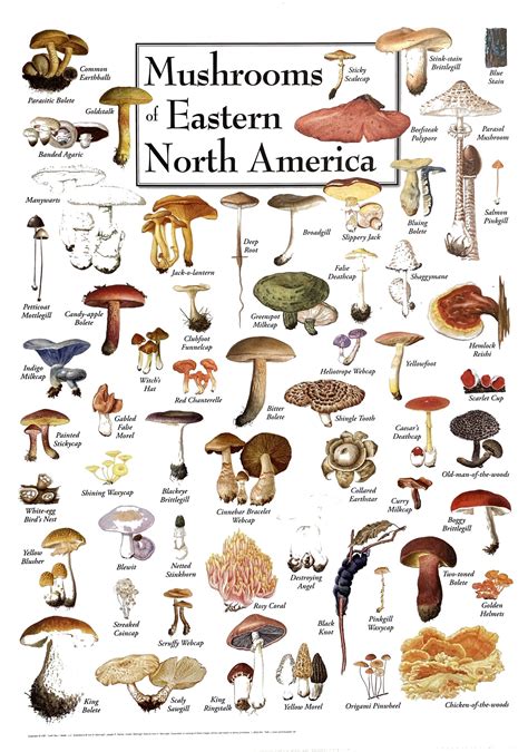 Names And Types Of Mushrooms An A Z List Of Mushroom Varieties Try