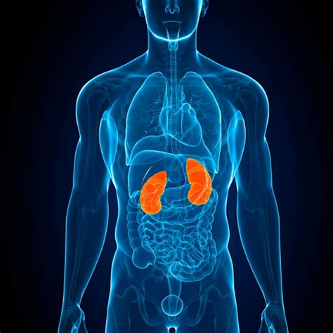 Indian Diet for Kidney Stone Patients — Roshni Sanghvi
