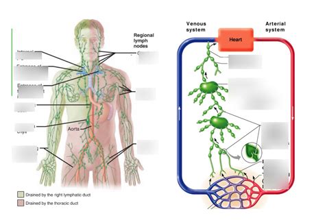 Image result for Lymphatic System Flow
