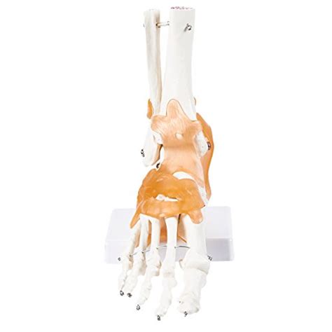 Human Ankle Model – Foot Anatomical Model with Ligaments for Science Education Classroom Use, 8 ...