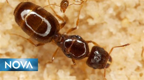 Gross Science | What Sound Does an Ant Make? | Gross Science | PBS ...