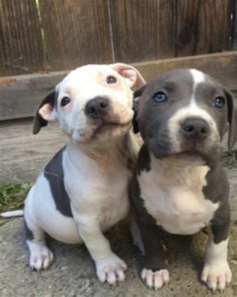 Staffordshire Bull Terrier vs American Pit Bull Terrier - Breed Comparison