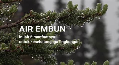 manfaat air embun menurut islam