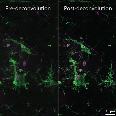 Imaris 9.5 Image Visualisation and Analysis Software | ULS