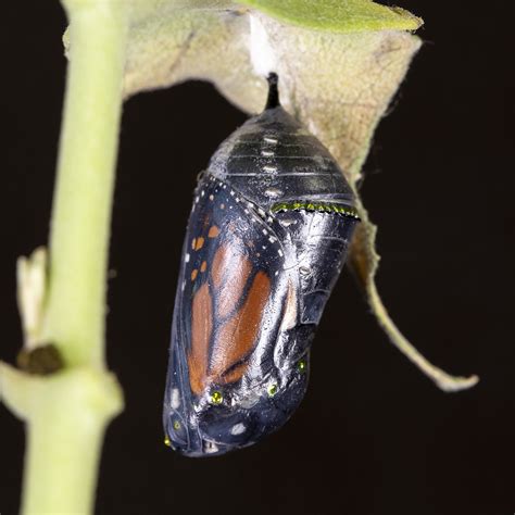 Butterfly Emerging Chrysalis