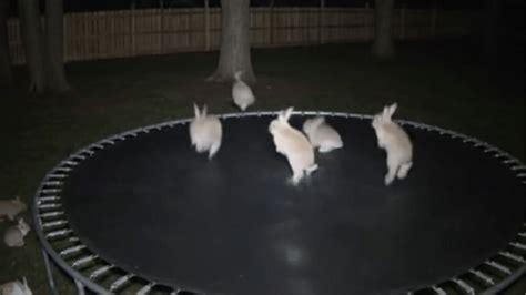 https://www.popsci.com/wp-content/uploads/2025/11/bunnies-trampoline.png?h=864&w=1536