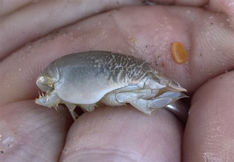 Mole Crabs My Whole Life I’ve Been Thinking About Sand Fleas / Mole